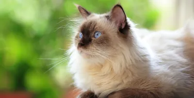 Фон с изображением Сиамской длинношерстной кошки - отличный выбор для дизайна