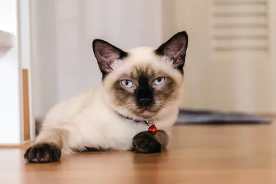 Красивые фотографии Сиамской длинношерстной кошки для любителей кошатников