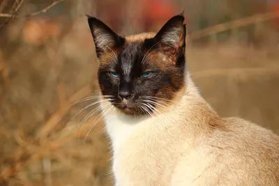 Изображения Сиамской длинношерстной кошки - прекрасное дополнение к вашему альбому
