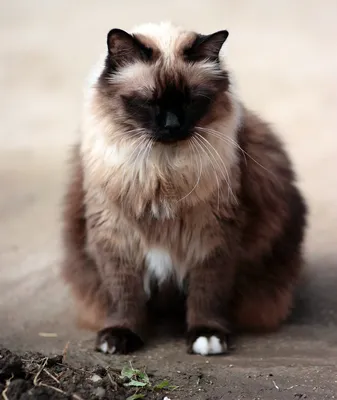 Фото Сиамской длинношерстной кошки - webp