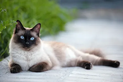 Красивые фотографии пушистых сиамских кошек