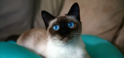 Изображение сиамской кошки с отличным качеством