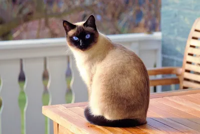 Красивые картинки сиамской кошки для бесплатного скачивания