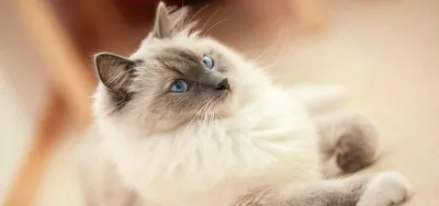 Красивые картинки сиамской кошки для бесплатного скачивания