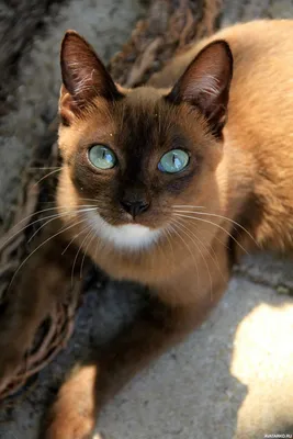 Изображение сиамской кошки с высоким разрешением