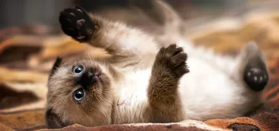 Красивые картинки сиамской кошки для бесплатного скачивания в формате png