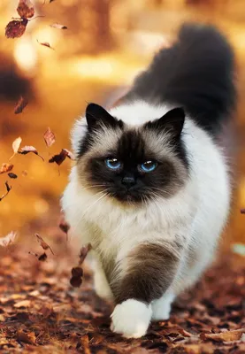 Фотография пушистой сиамской кошки в формате webp