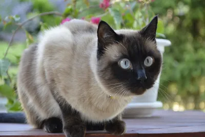 Фото пушистой сиамской кошки с возможностью скачать в png формате