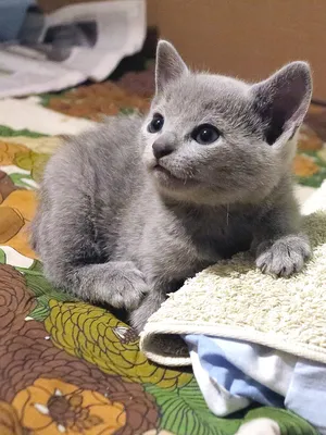 Стильное изображение Сибирской голубой кошки на фоне природы