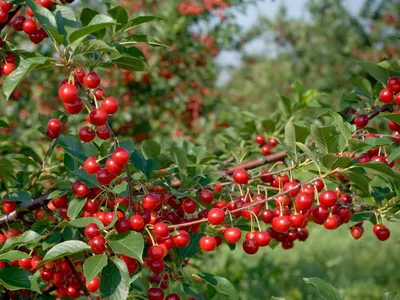 2 самоплодных сорта вишни с отличной морозостойкостью, которые дают большие  урожаи от Подмосковья до Западной Сибири | Рукоделкино | Дзен