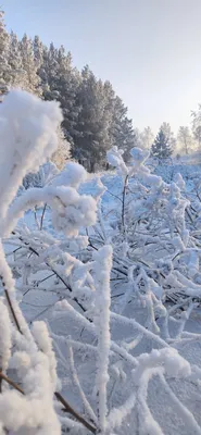 Сибирская зима теплеет вот уже семь тысяч лет
