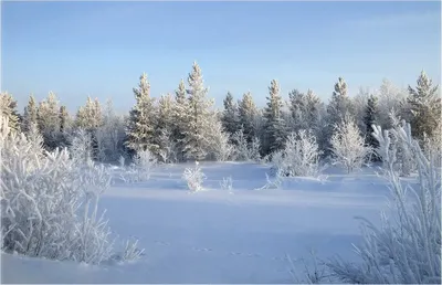 Сибирская зима опушка леса, иней на…» — создано в Шедевруме