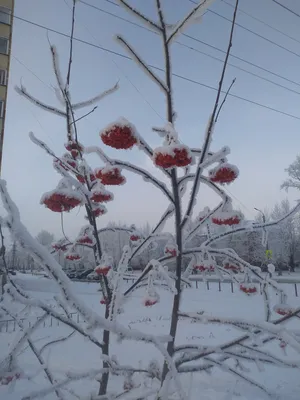 Наша Сибирь 4К: Зима в лесу - YouTube