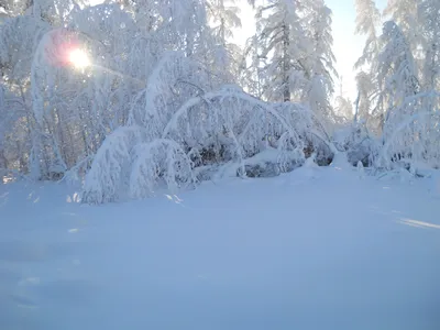 Сибирская зима в парке стоковое фото. изображение насчитывающей сугроб -  127624116