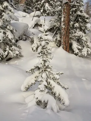 Сибирская зима ❄️ | AndrЮ | Дзен