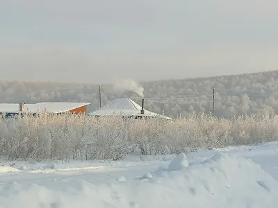 Сибирский зимний лес - фото и картинки: 33 штук