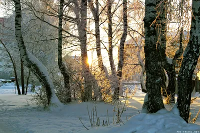 Блог Александры Буздиной: Сибирская зима и деревья