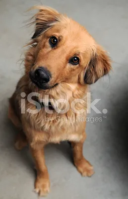 Собака, Сидящая Стоковые Фотографии | FreeImages