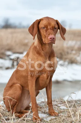 Vizsla Собака, Сидящая В Снежном Поле. Стоковые Фотографии | FreeImages