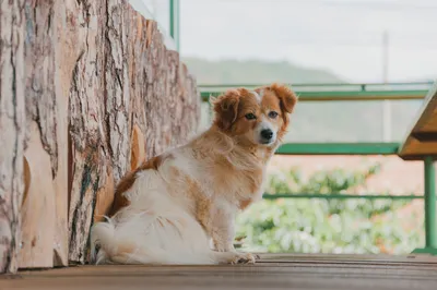 Сидящая собака (3 фото) | Прикол.ру - приколы, картинки, фотки и розыгрыши!