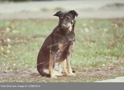 Рисунок сидящей собаки - 73 фото