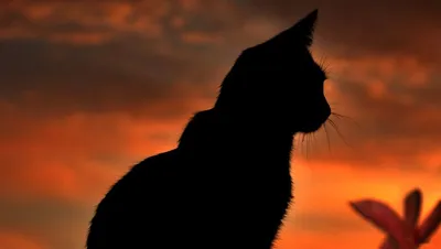 Фото силуэта кошки на фоне звездного неба: бесплатло скачать в хорошем качестве