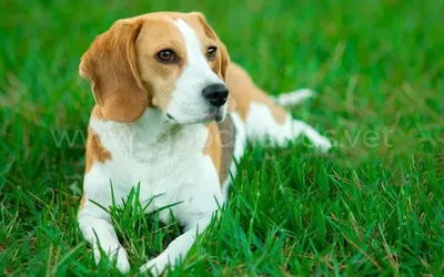 Особенности лечения синдрома Кушинга у собак | Zoohub