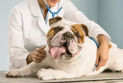 Гипотиреоз у собак - симптомы, диагностика и лечение