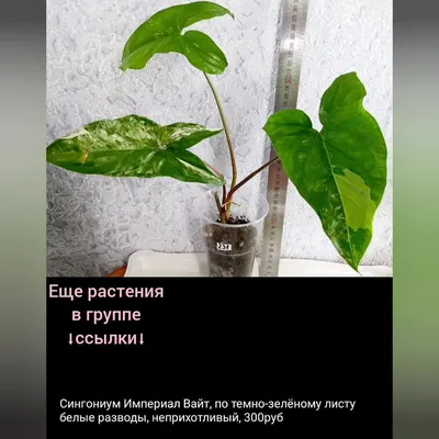 Сингониум Арон Браун – купить в Пензе, цена 100 руб., продано 27 декабря  2019 – Растения и семена