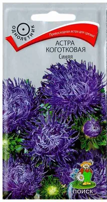 Астра альпийская ф.синяя Dunkle Schone (Aster alpinus 'Dunkle Schone')