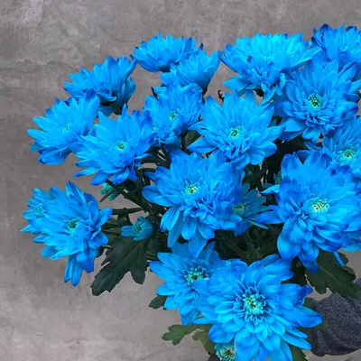 Синяя хризантема фото