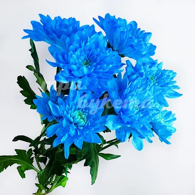 Купить синие кустовые хризантемы Балтика поштучно за 230 ₽ с доставкой по  Москве
