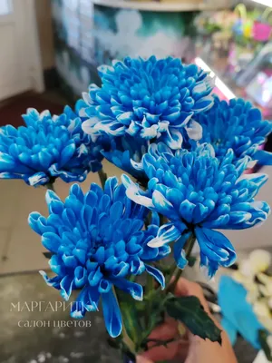 Купить Синюю хризантему Бакарди в Самаре