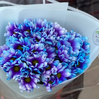 Голубые хризантемы (64 фото) - 64 фото