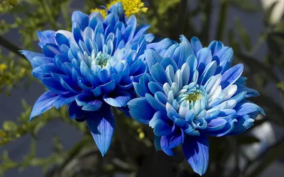 Брошь-цветок синяя хризантема. Украшение на платье. №710521 - купить в  Украине на Crafta.ua