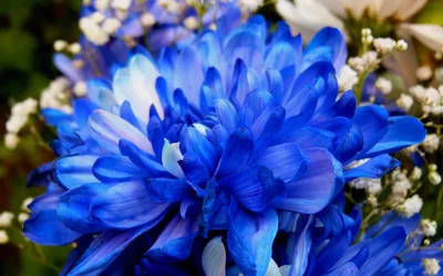 Букет из 11 синих кустовых хризантем купить недорого с доставкой в  Челябинске
