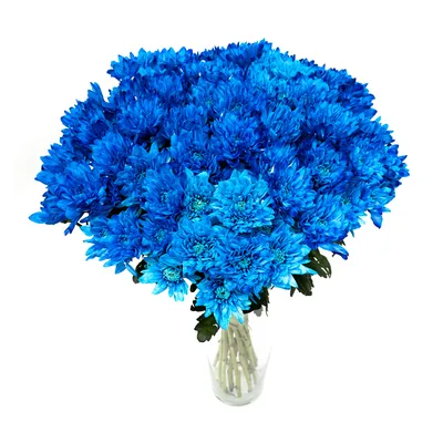 Хризантема крашенная синяя Chic купить в Киеве: цена, заказ, доставка |  Магазин «Камелия»