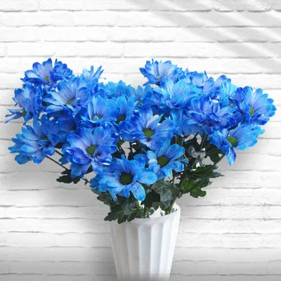 Купить бело голубая хризантема | Skrami.ru