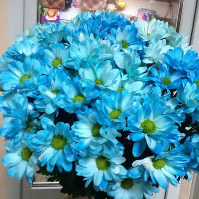 Семена астра Семена НК Большая хризантема синяя 701883 1 уп. - купить в  Москве, цены на Мегамаркет