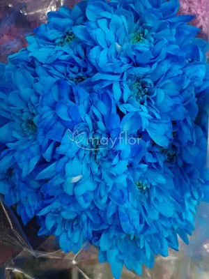Хризантема синяя купить в Солигорске