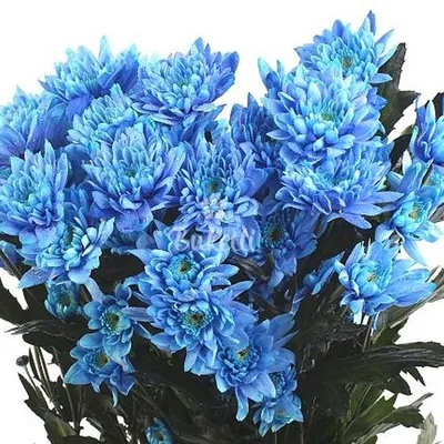 Купить бело голубая хризантема | Skrami.ru