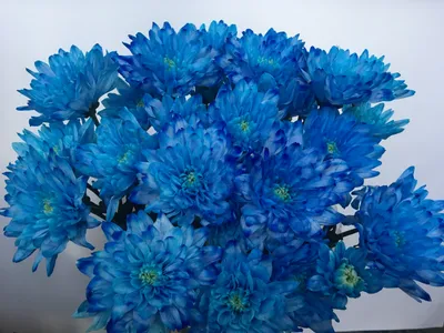 Букет из 45 синих кустовых хризантем купить недорого с доставкой в  Челябинске