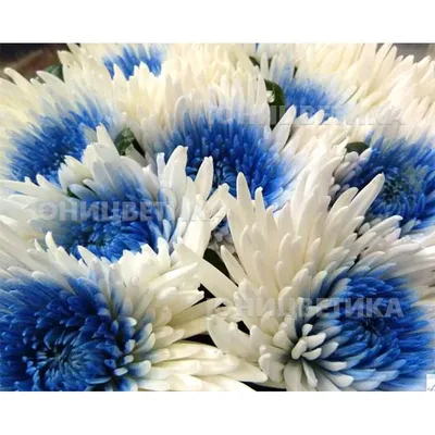 Хризантема кустовая крашеная голубая - Жарден. Оптово-розничные продажи  цветов и растений в Уральском регионе.