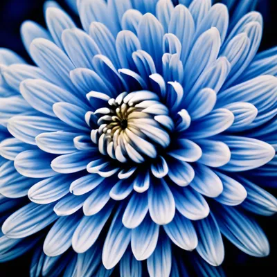 Buy Большая брошь-цветок синяя хризантема. | Skrami.com