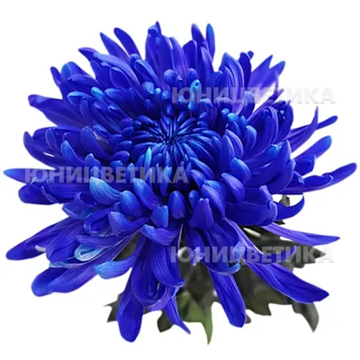 Хризантема Балтика синяя: купить Хризантема Балтика синяя с доставкой по  Киеву и области | Golden Flora