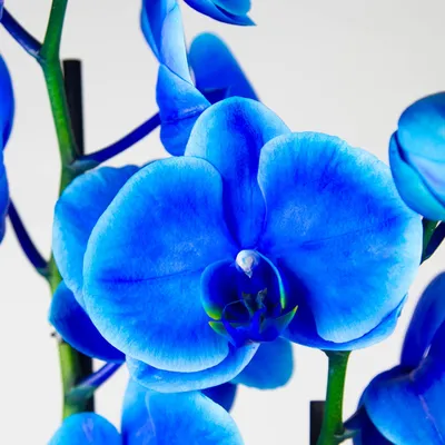 Синяя орхидея фото фотографии