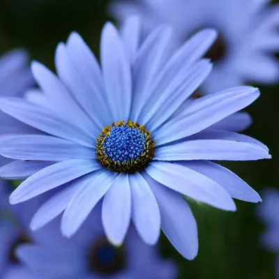 Доставка Хризантема кустовая синяя (ромашка) из Цветы 24/7 в Барановичах |  Just-Eat.by