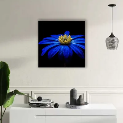 Ромашка голубая многолетник. цветок крупный низкорослая.0.25л.  (ID#933258001), цена: 35 ₴, купить на Prom.ua