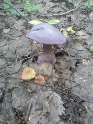 В Брестской области пять человек отравились грибами, среди них — двое детей