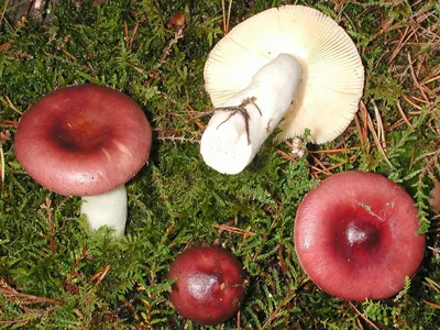Может кто знает что это за гриб? | Пикабу